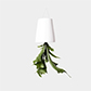 Instagram image